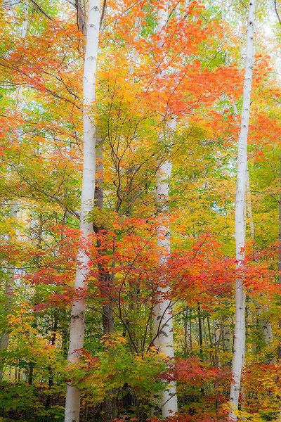 Gulin, Sylvia 아티스트의 USA-New Hampshire-Gorham-White Birch tree trunks surrounded by Fall colors from Maple-Beech and Bir작품입니다.